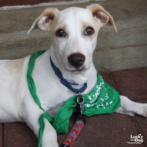 MR. HUCKLEBERRY - Retriever, Labrador / Mix available for adoption