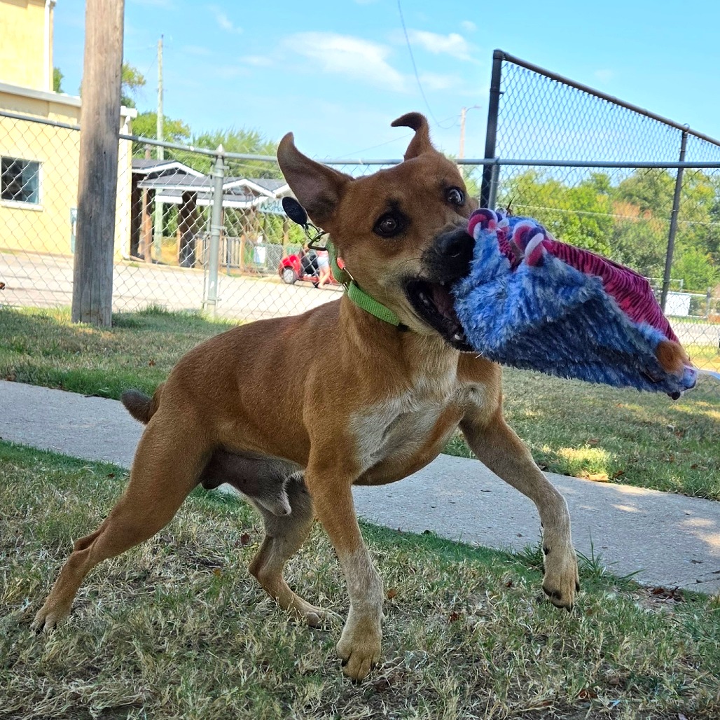 D-Scrappy-Doo