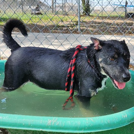 Kipper photo 5