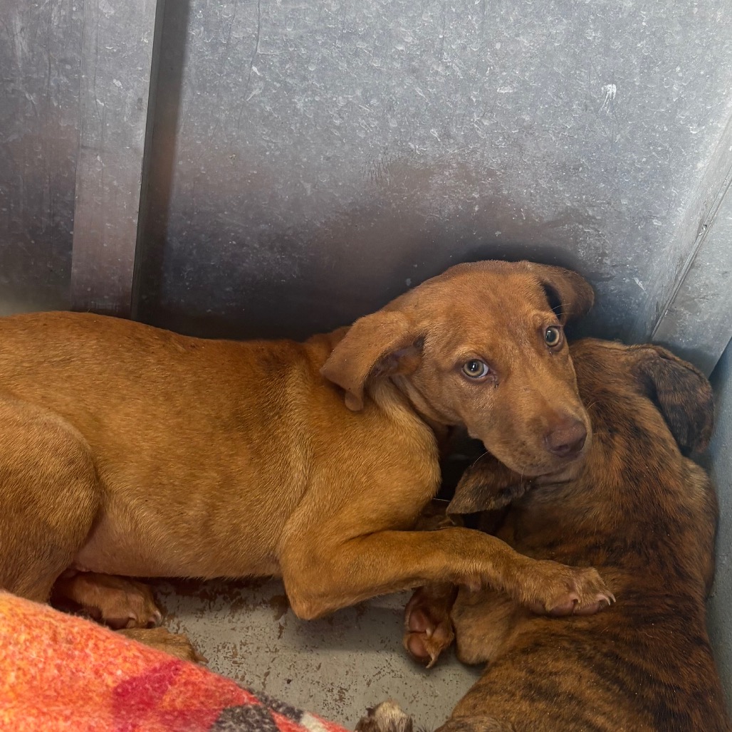POWELL - Retriever, Labrador / Hound available for adoption