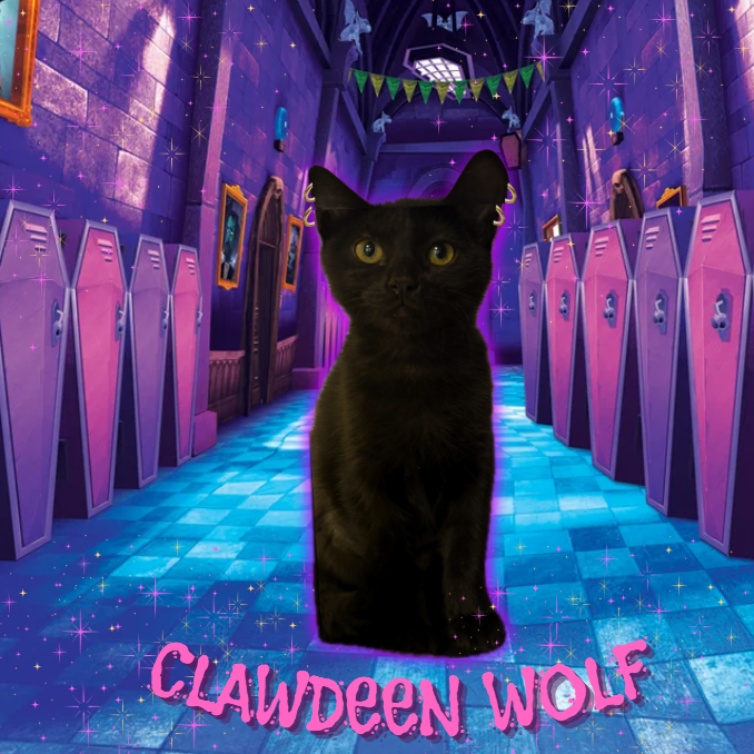 CLAWDEEN WOLF - Domestic Shorthair available for adoption