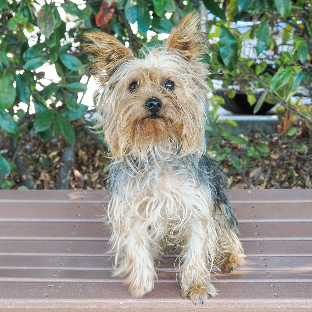 BROWNIE, photo 3
