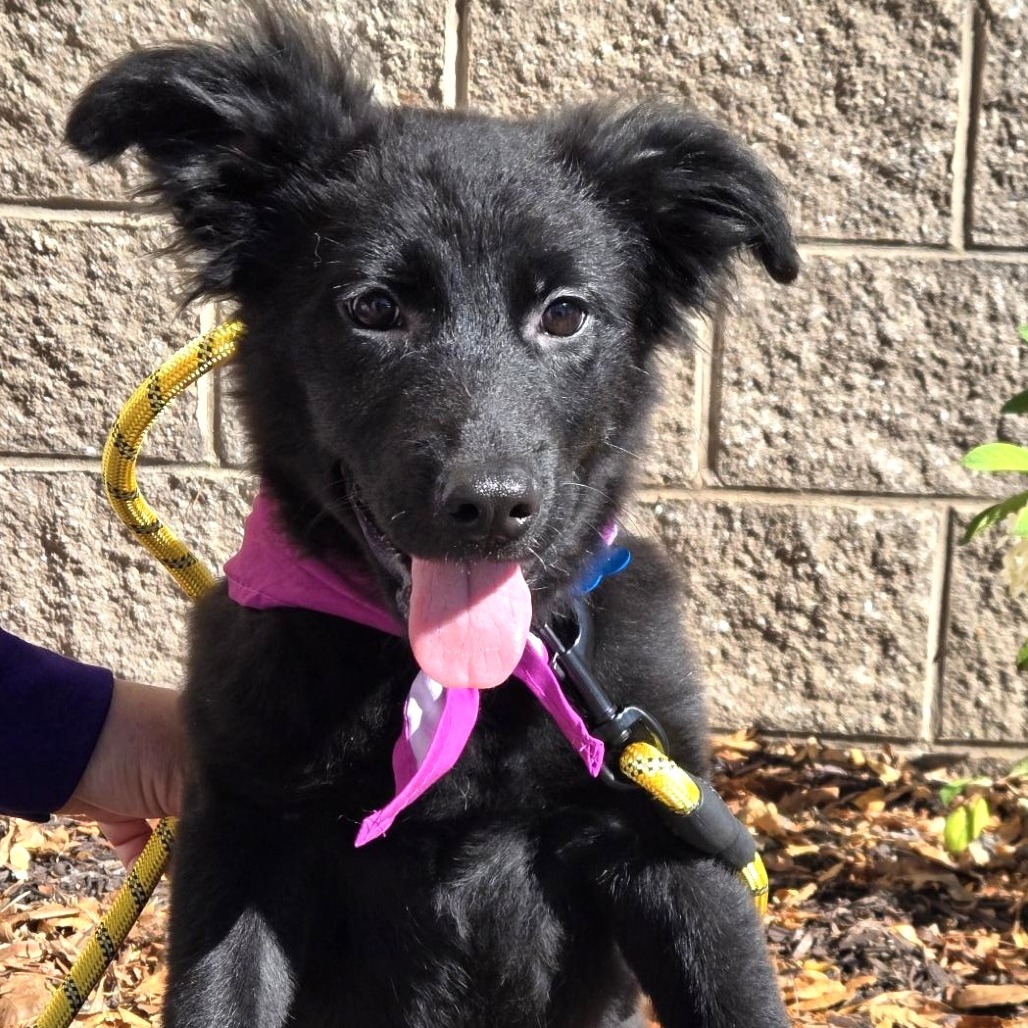 ELVIRA - Shepherd, German / Mix available for adoption