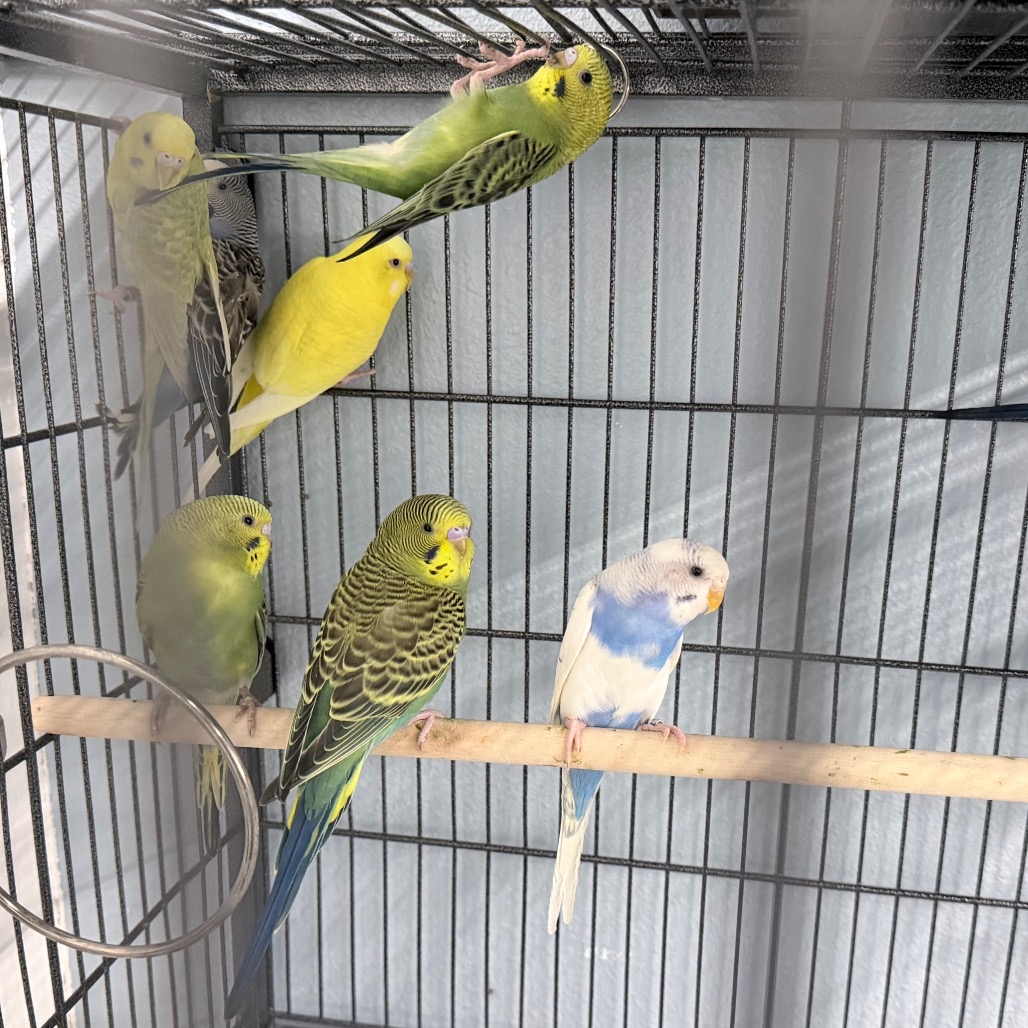 PARAKEET 10 - Unknown available for adoption