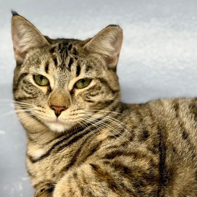 Close-up photo of Glinda