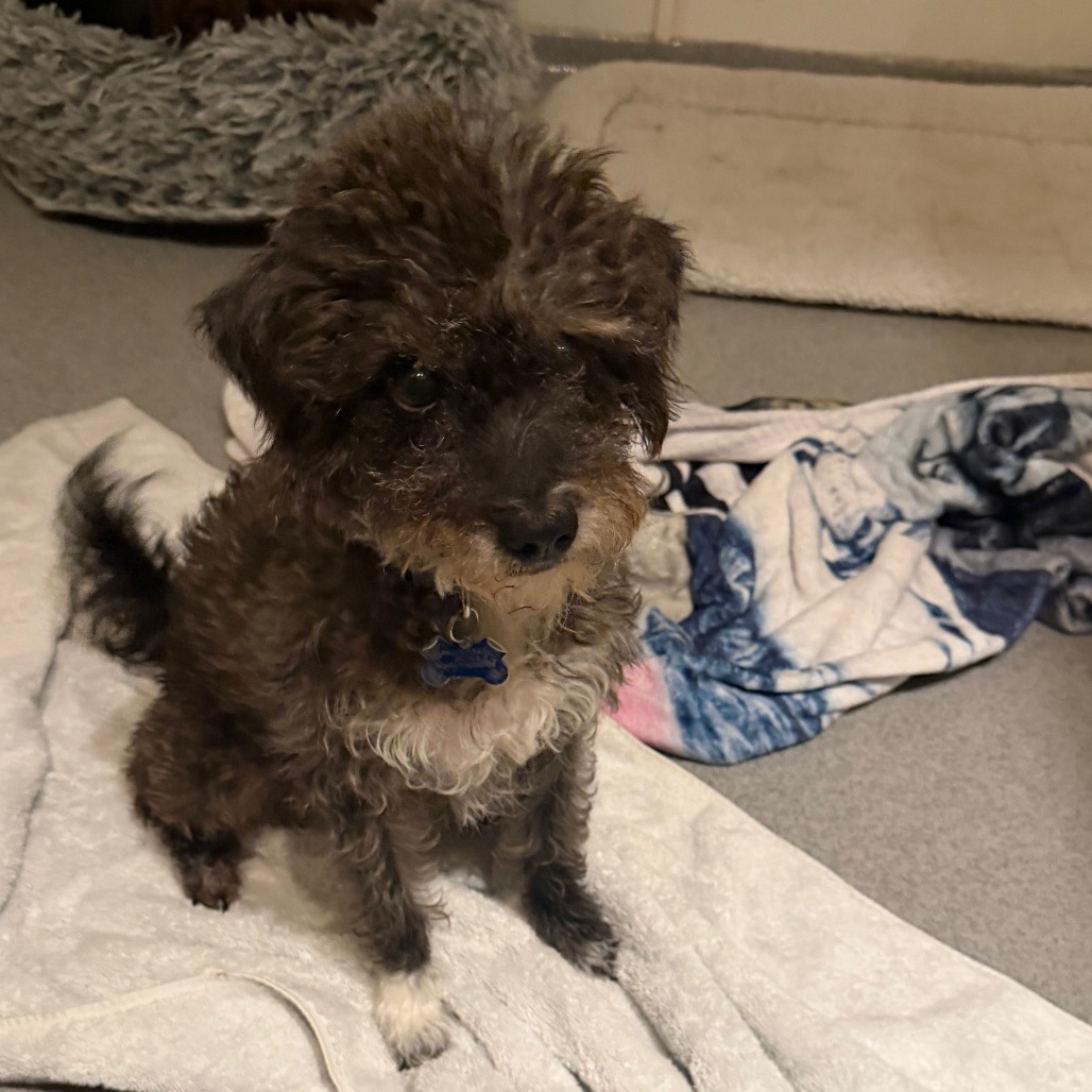 Twinkle (bonded with Star) - Costa Mesa Location, photo 17