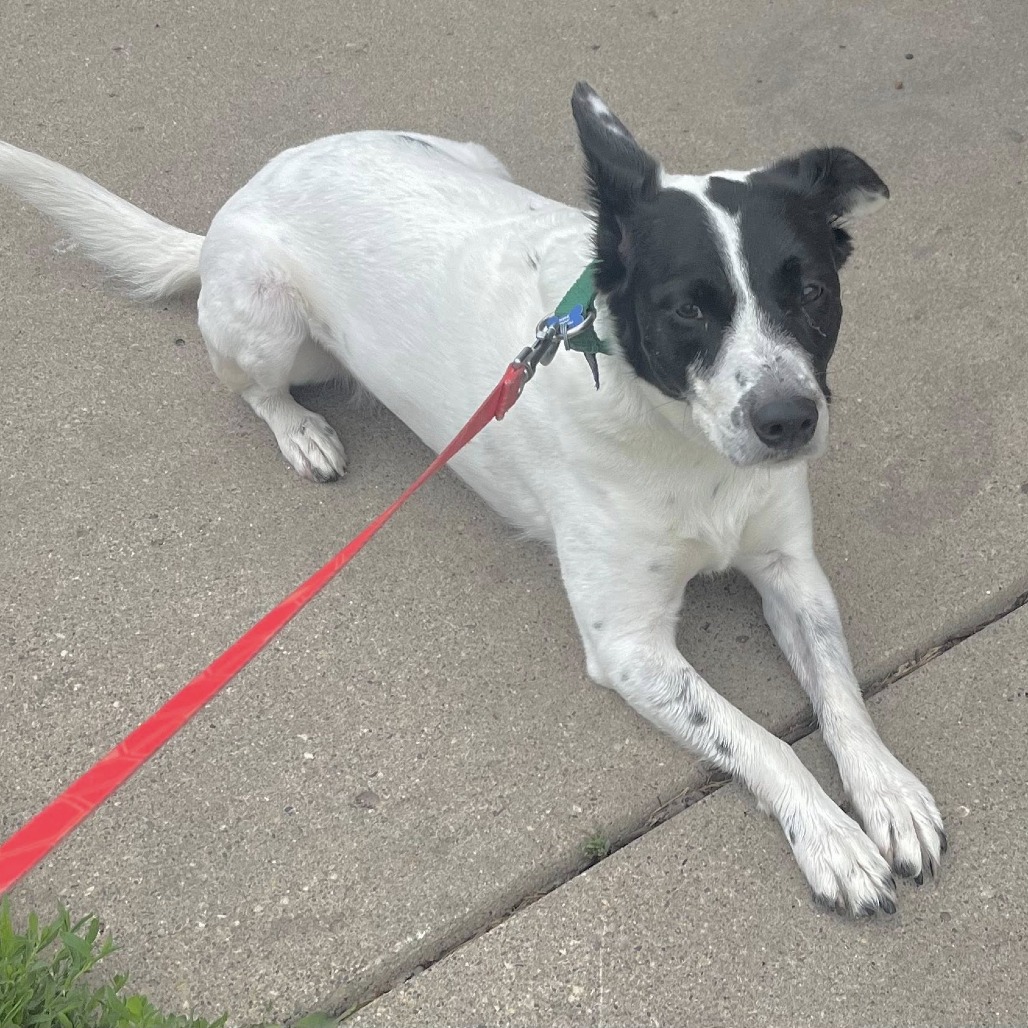 Brie--In Foster, photo 14
