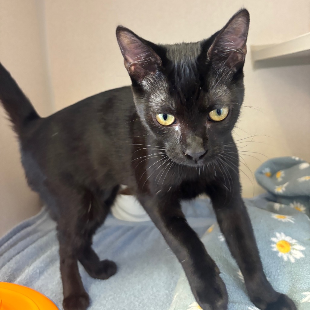 Luna (light purple collar) - Domestic Shorthair