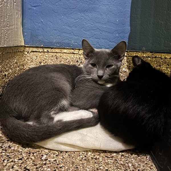CATAN - Domestic Medium Hair available for adoption