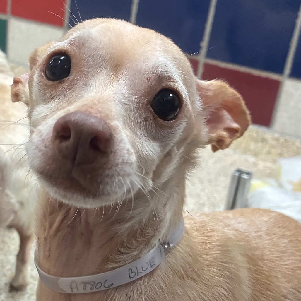 BLUE - Chihuahua, Short Coat / Mix available for adoption