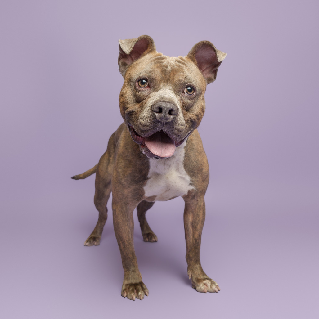 Photo of D.O.G.