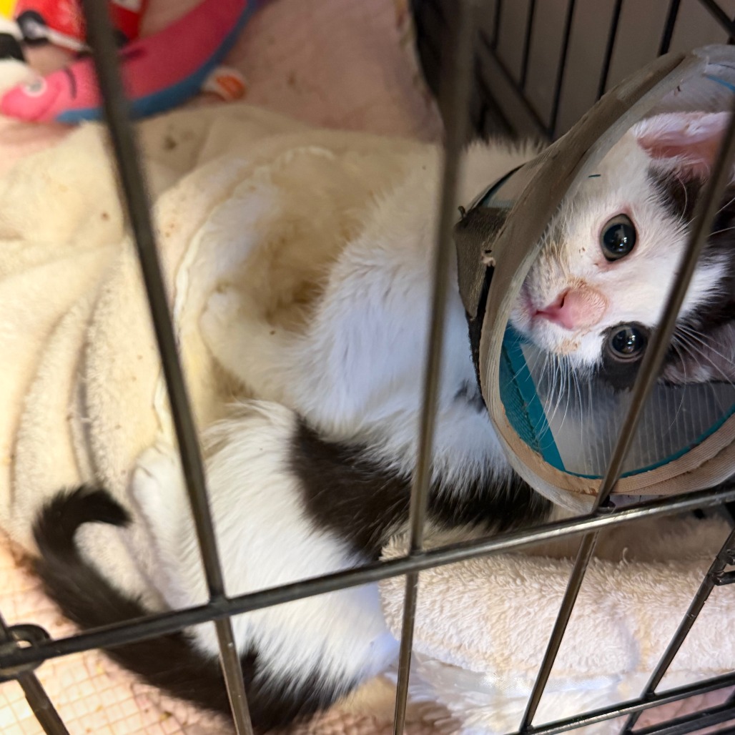 Duke Arthur : Male 2 Domestic Shorthair