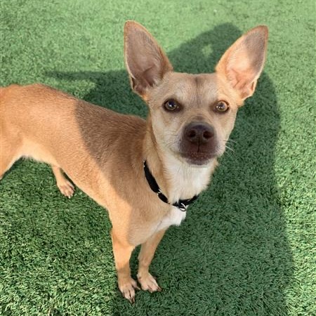 Luna — thumbnail 2