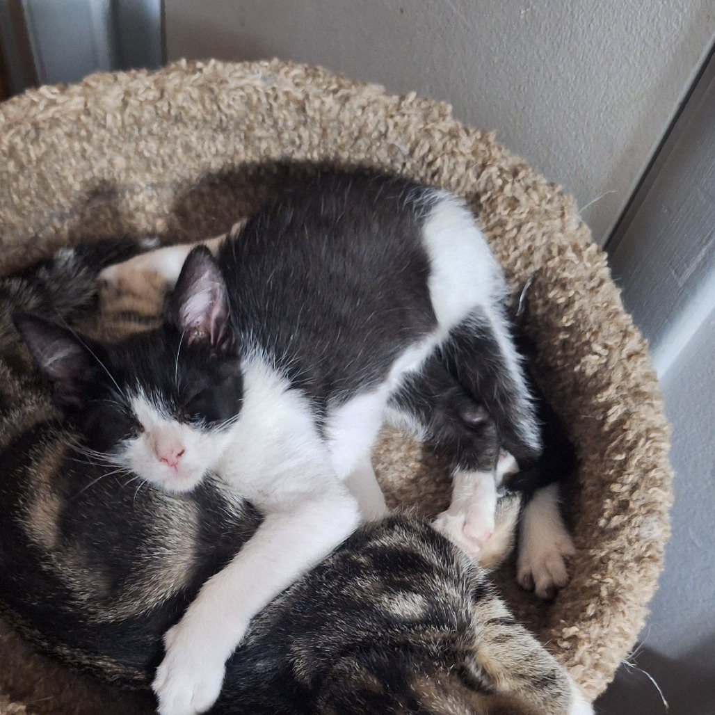 COOKIE - Domestic Shorthair available for adoption