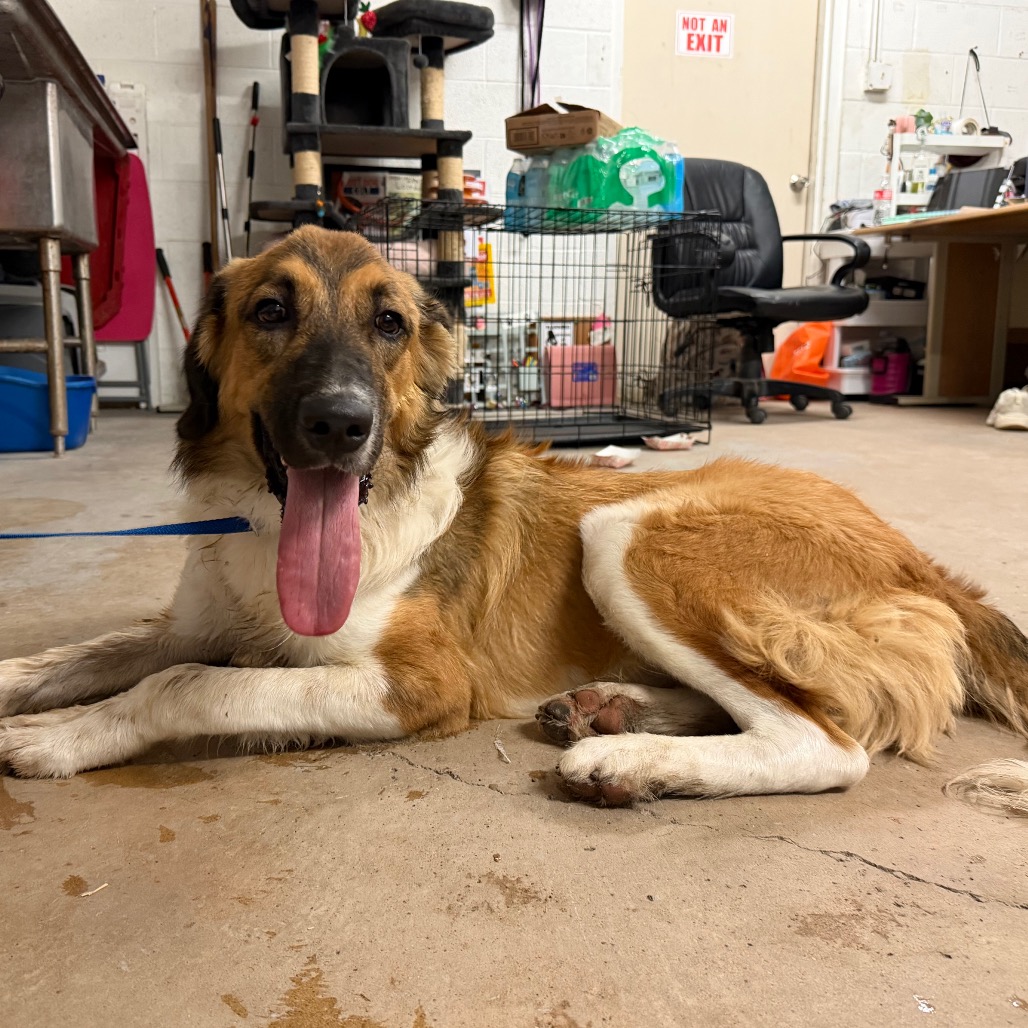 HOT TAMALE - Shepherd, Australian / Shepherd, Anatolian available for adoption
