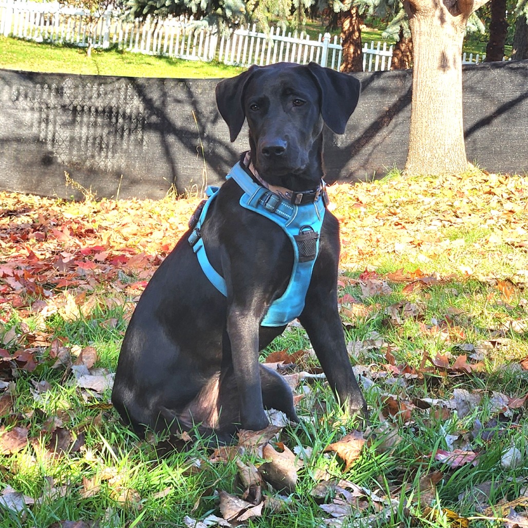 Darcy, photo 13