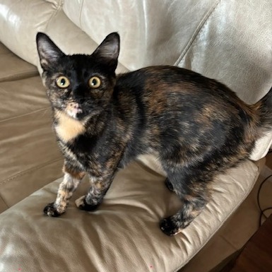 MINNIE - Domestic Shorthair available for adoption