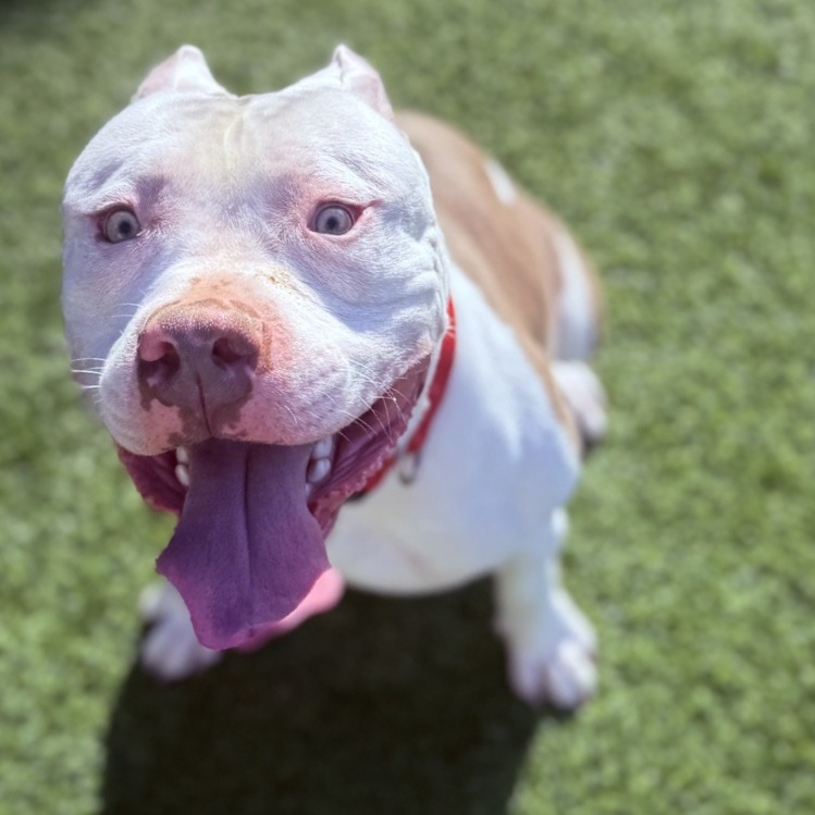 Photo of Woofus Wainwright 5