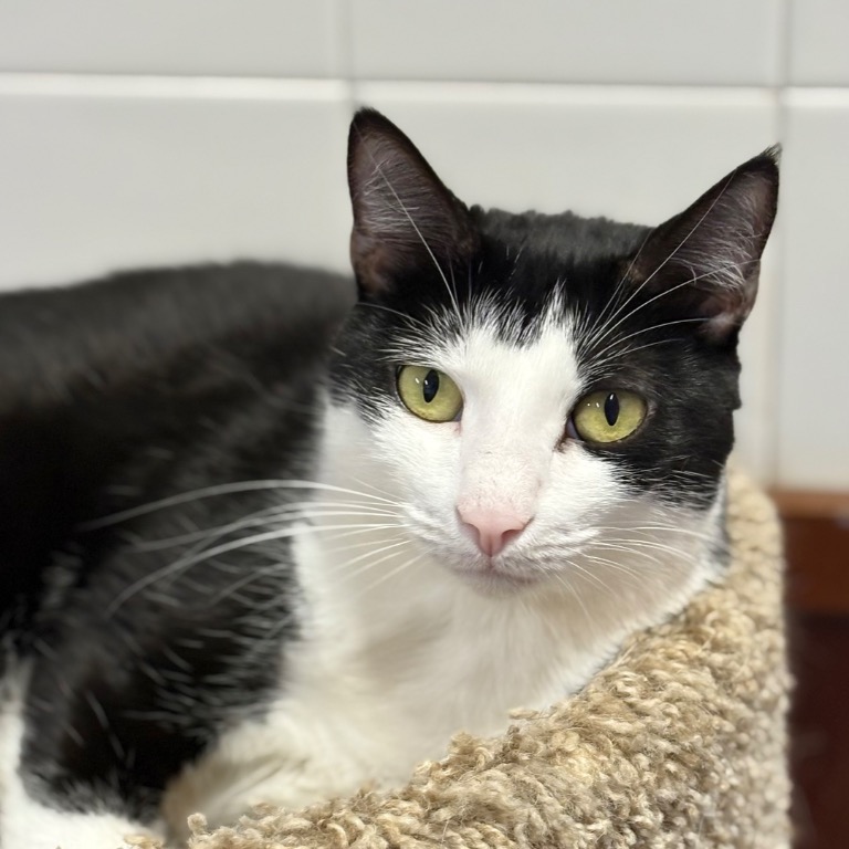 Close-up photo of Garnet