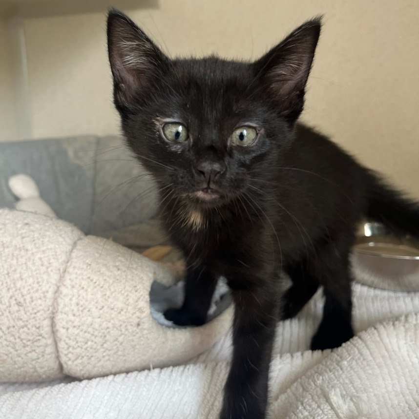 Quinn - Domestic Shorthair