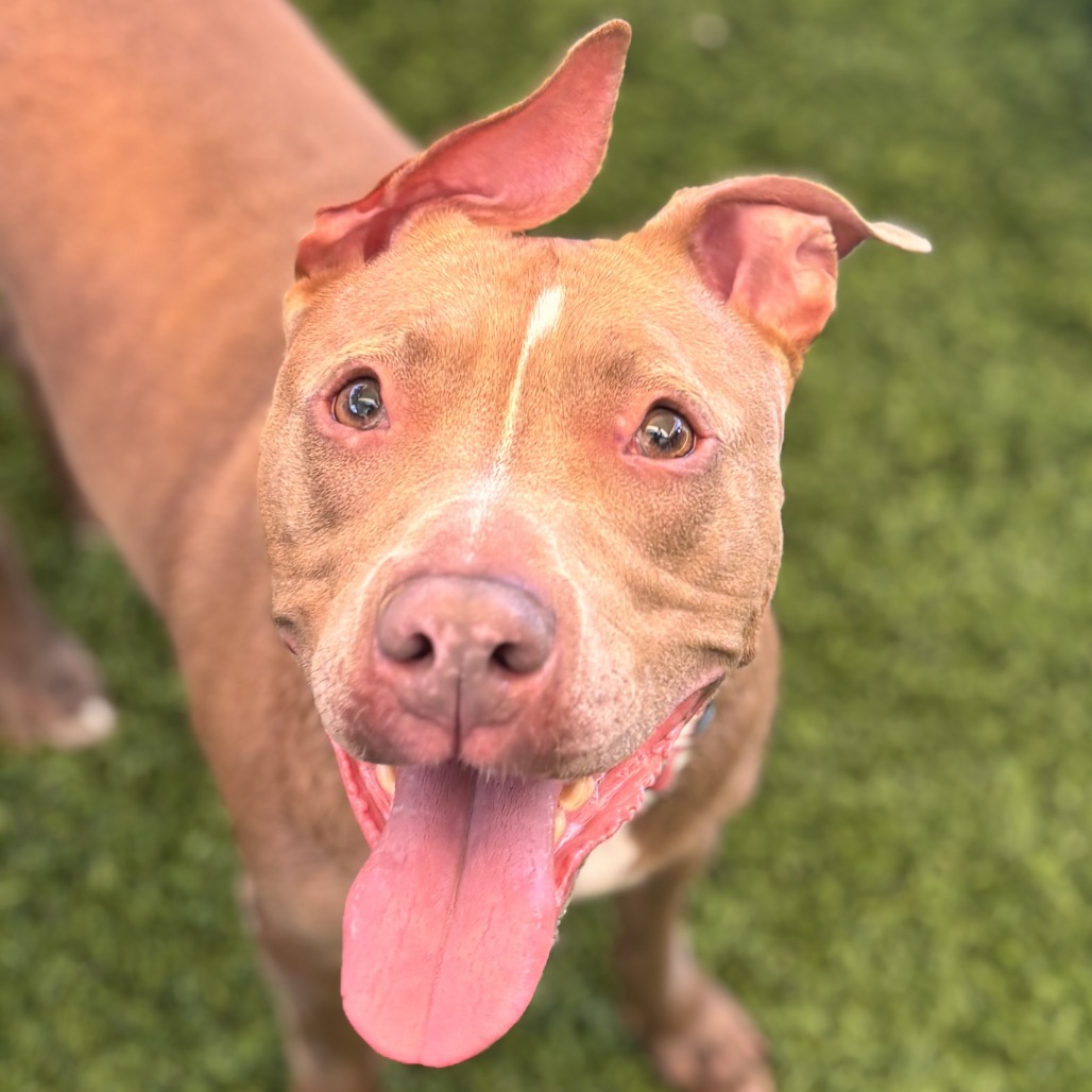 NANA - Terrier / Pit Bull for adoption in Henderson