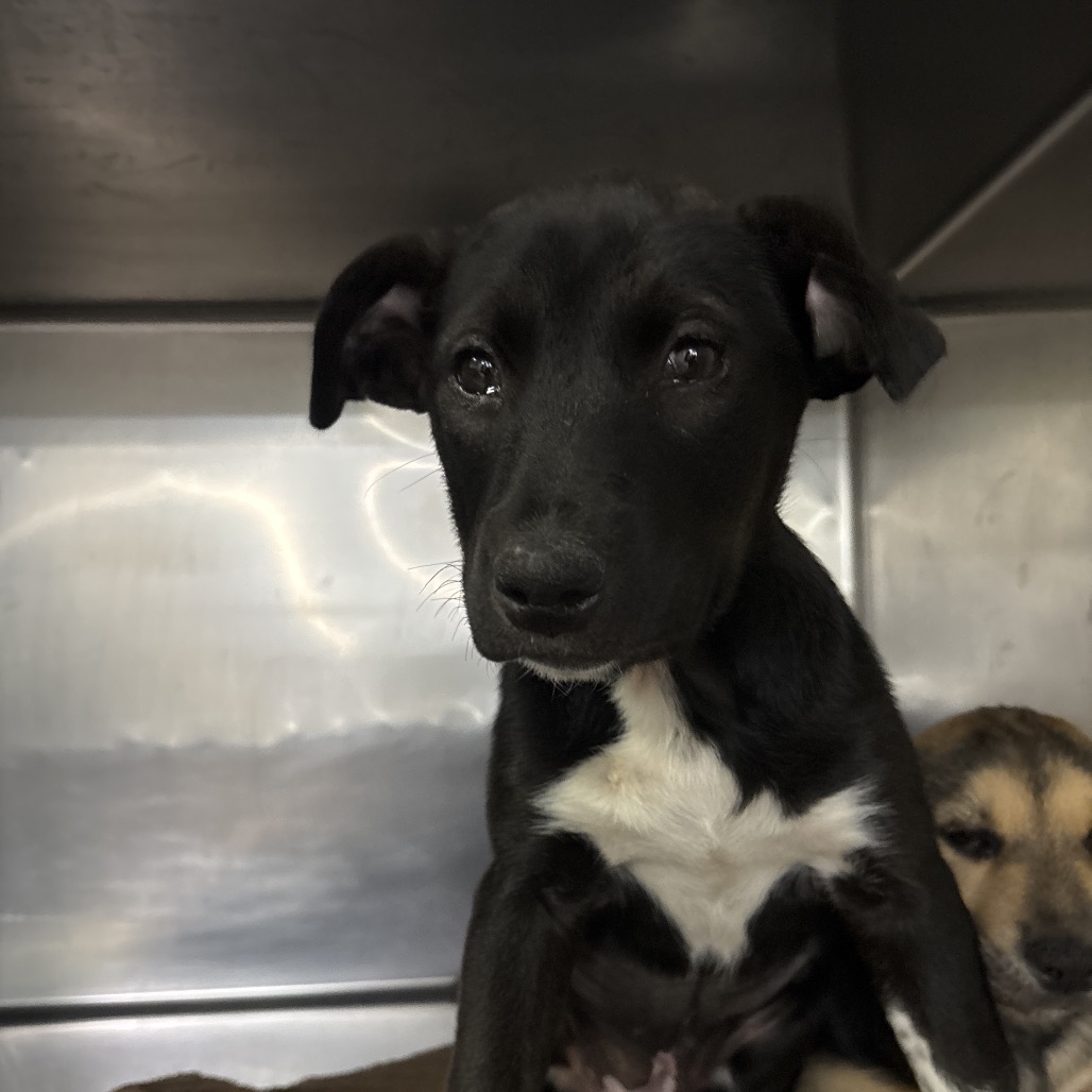 Mixed Breed