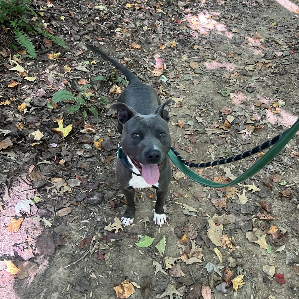 Molly-Fox8, photo 7