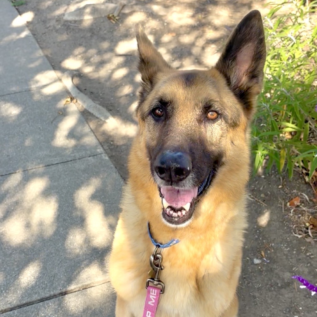 BUDDY, photo 3