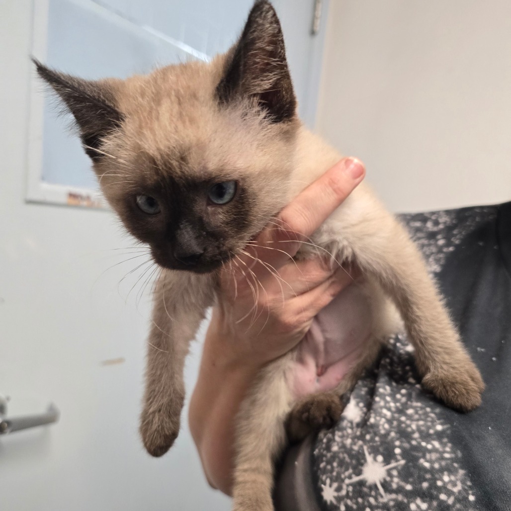 Kriss — thumbnail 3