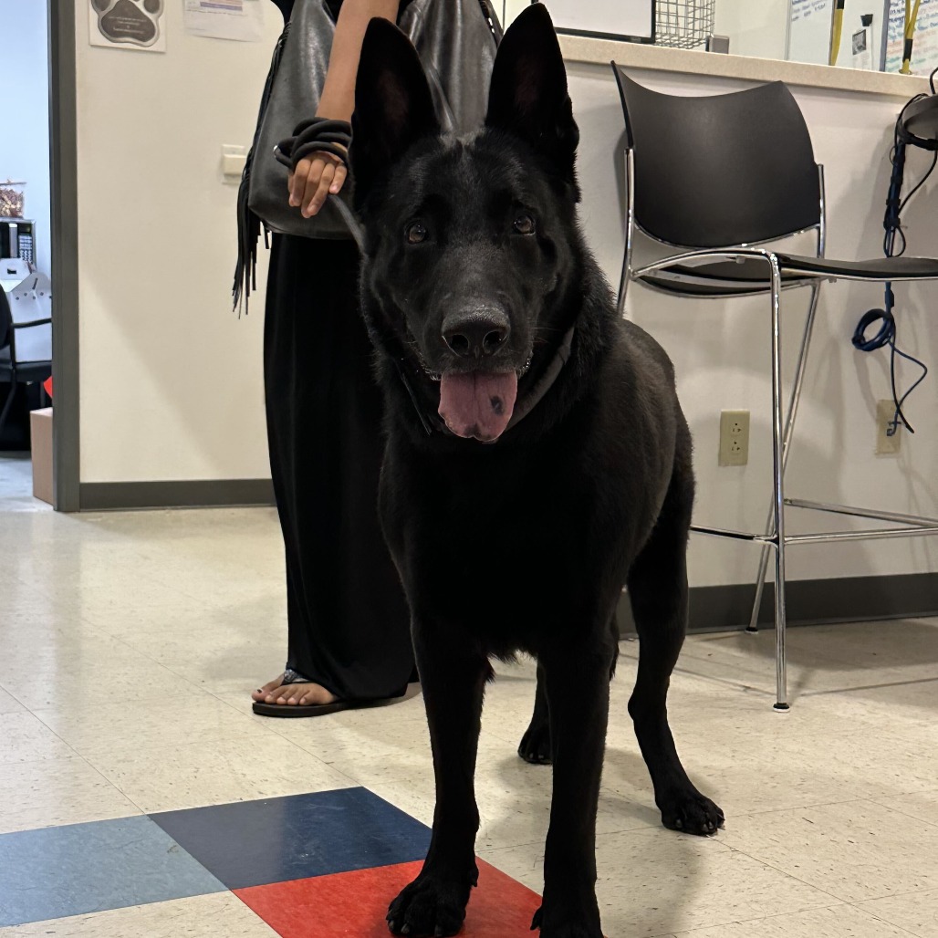 Edgar, available for adoption at PVAS