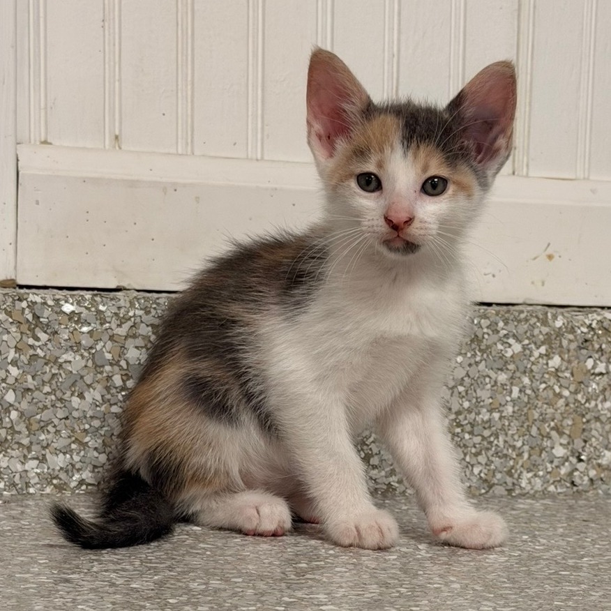 Stella, an adoptable cat