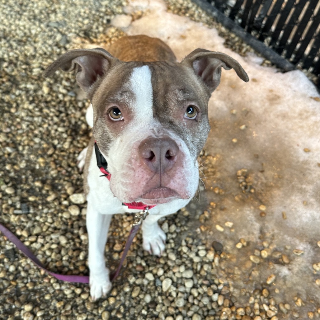 Anansi — thumbnail 4