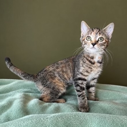 JUNEBUG - Domestic Shorthair available for adoption
