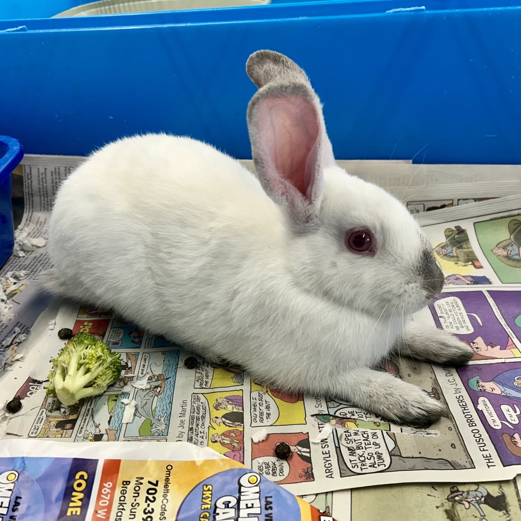 CACTUS - American available for adoption