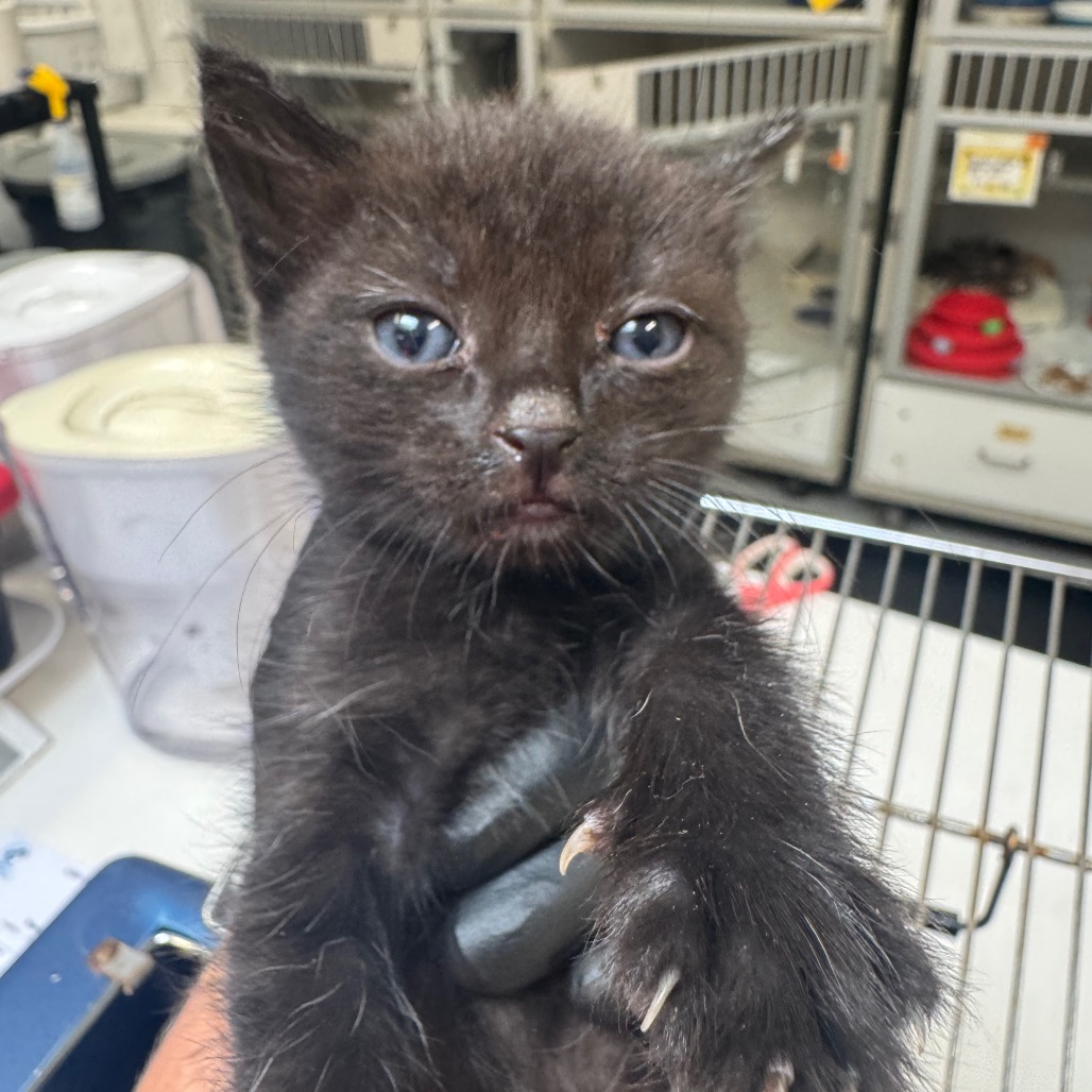 MS. BISCUITS - Domestic Shorthair available for adoption