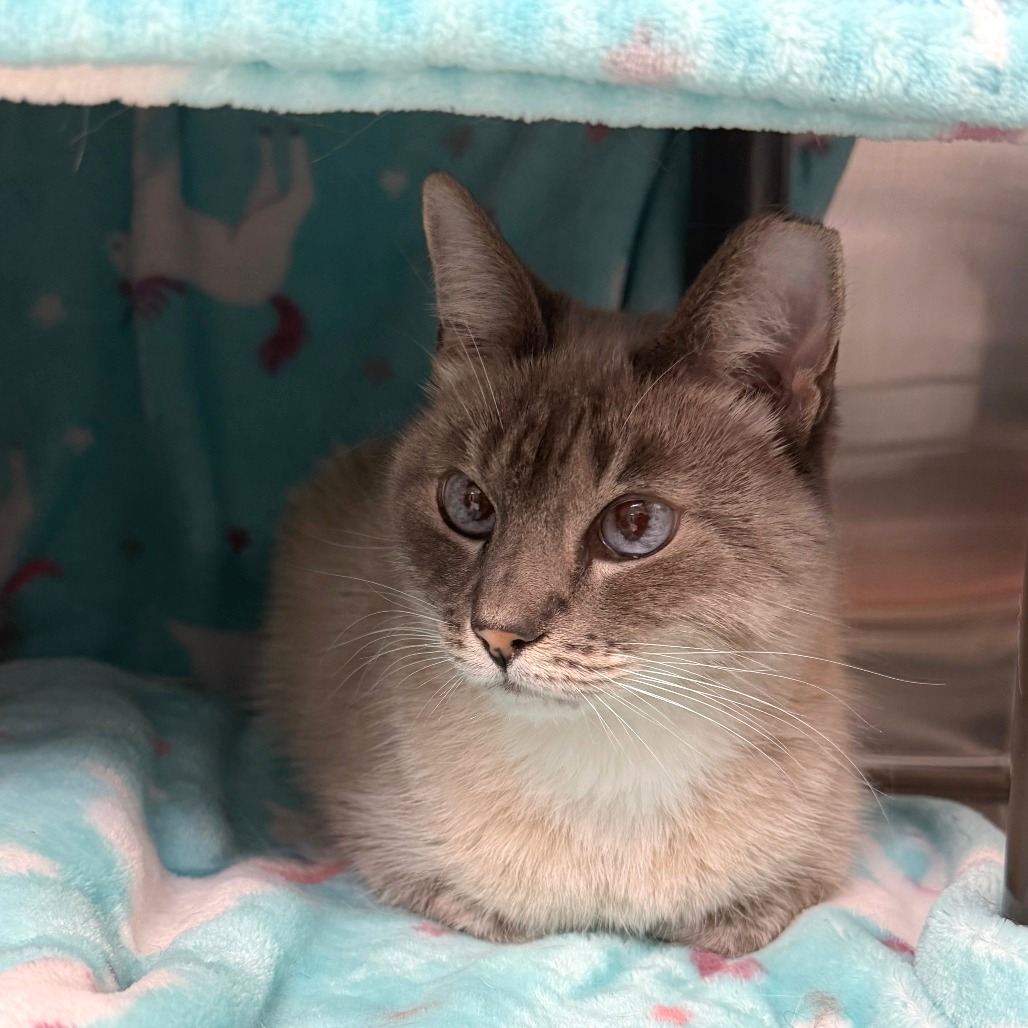 CLOUD STRIFE - Domestic Shorthair available for adoption