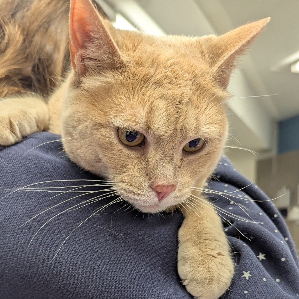 Ellie — thumbnail 2