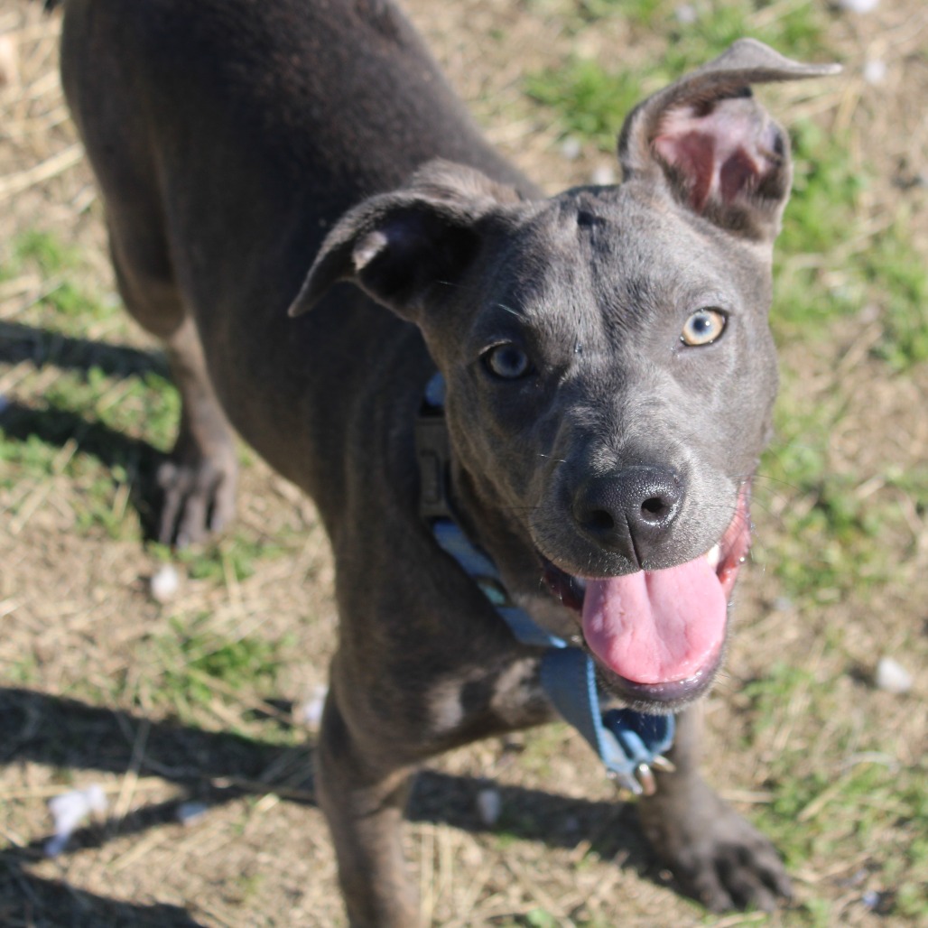 CHERVIL - Terrier, American Staffordshire / Mix available for adoption