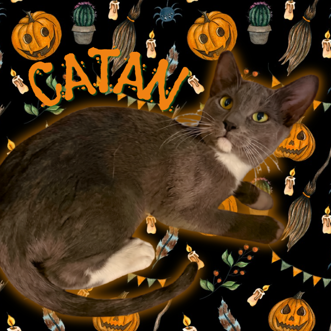 CATAN - Domestic Medium Hair available for adoption