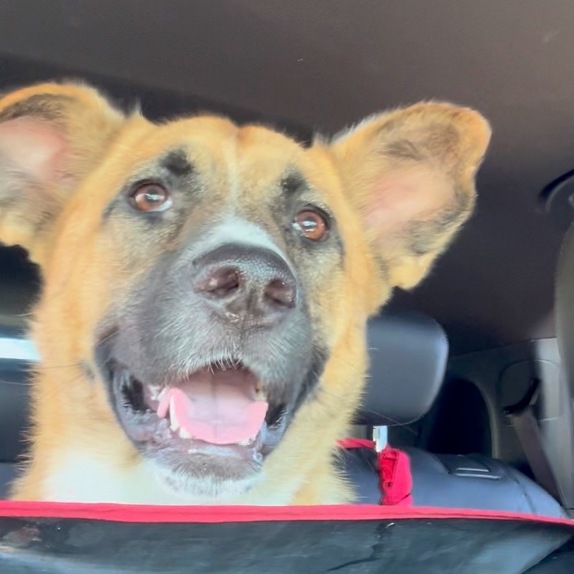 STEVIE NICKS - Mixed Breed (Medium) available for adoption