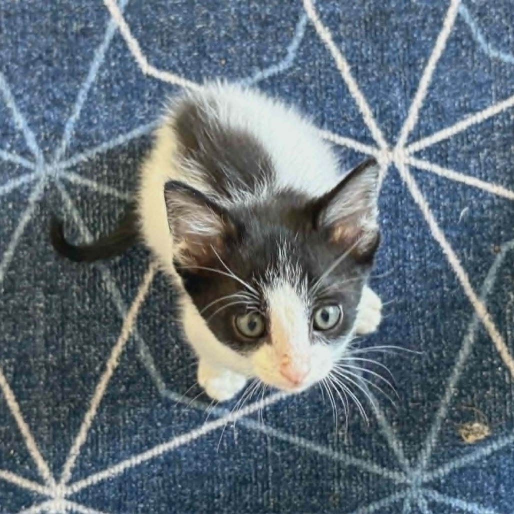 COROLLA - Domestic Shorthair for adoption in Las Cruces
