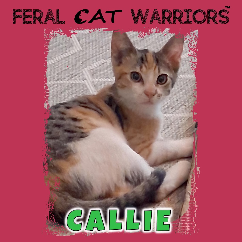 Callie