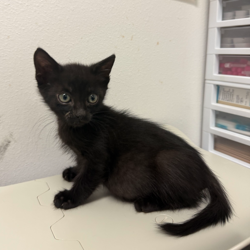 BIG MAC - Domestic Shorthair available for adoption
