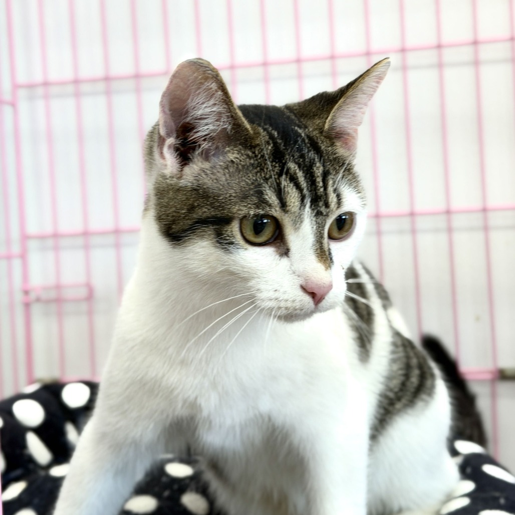 COFFEE - Domestic Shorthair available for adoption