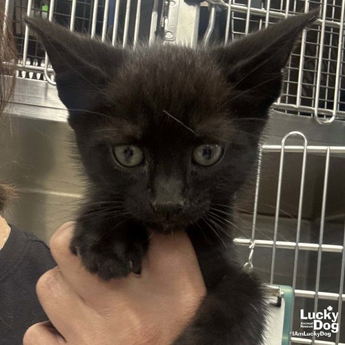 SABLE - Domestic Shorthair available for adoption