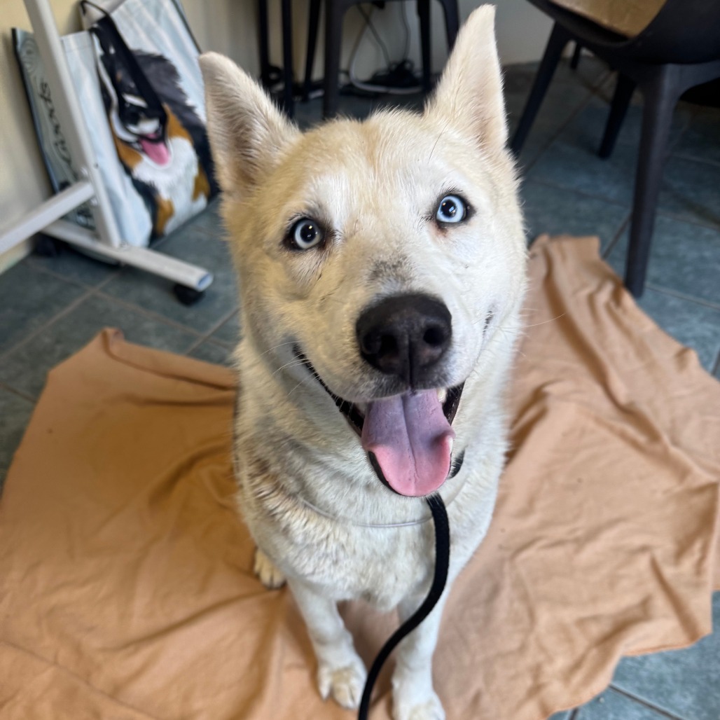 Siberian Husky