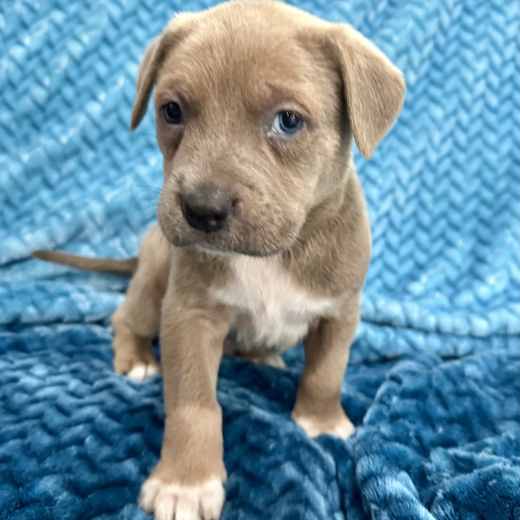 Petra's Pup- Xavier — thumbnail 4