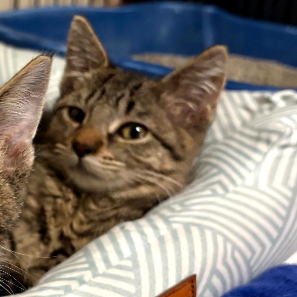 Sophia, a Domestic Shorthair