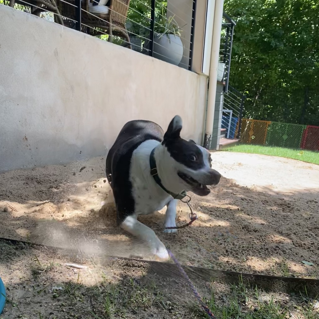 Bluebelle, additional photo
