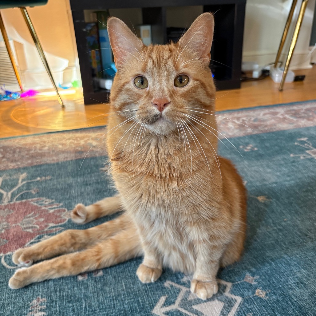 Filbert